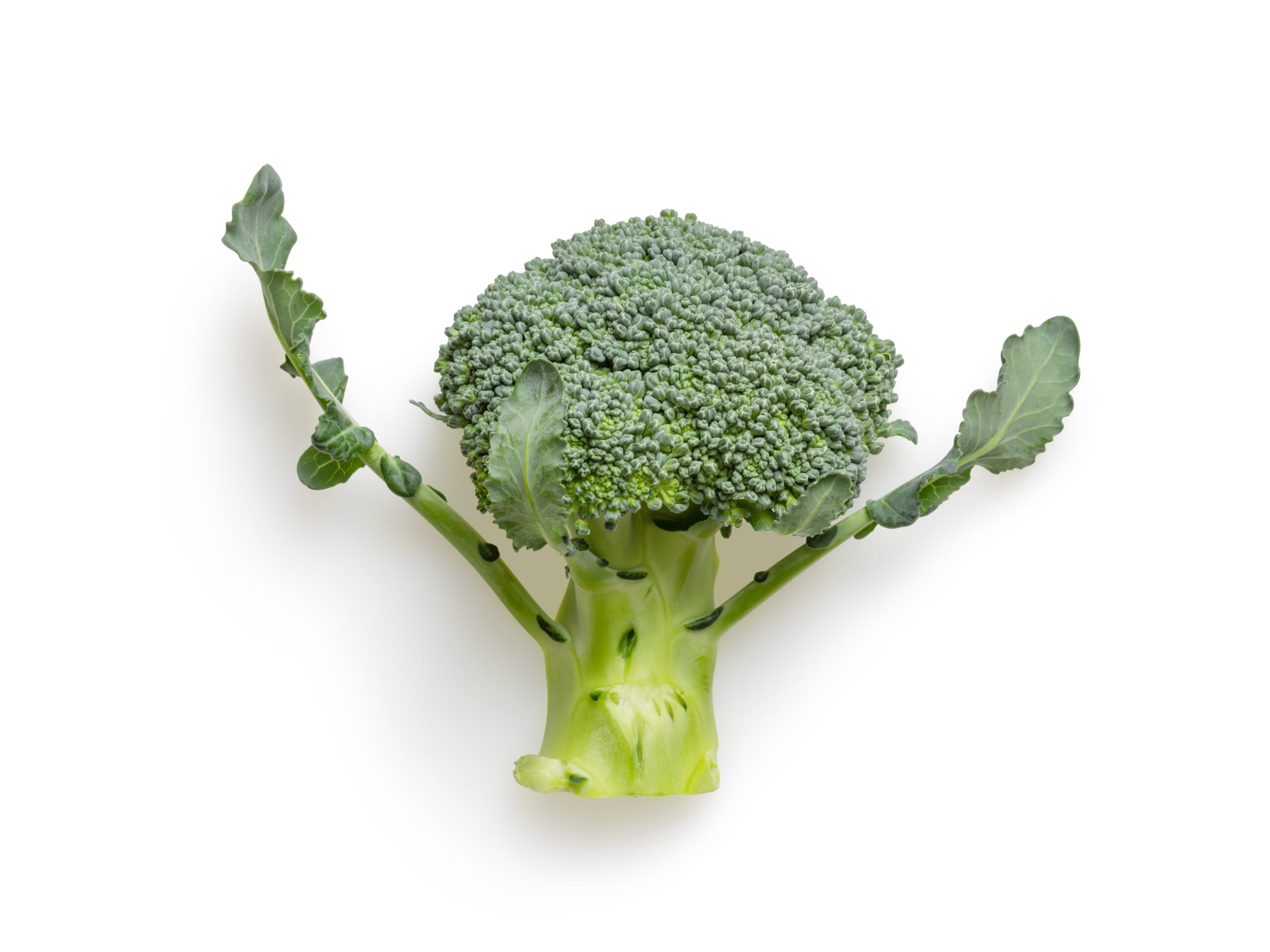 Unlocking The Broccoli Secret: Can Your Rabbit Eat It Raw?