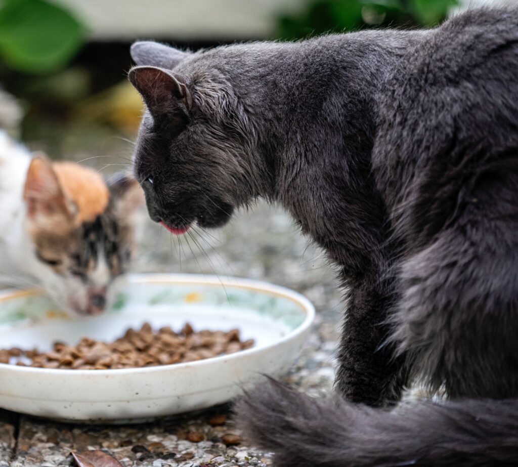 10 Nutritious Foods For Cats: Maintaining A Balanced Diet - Passionate 