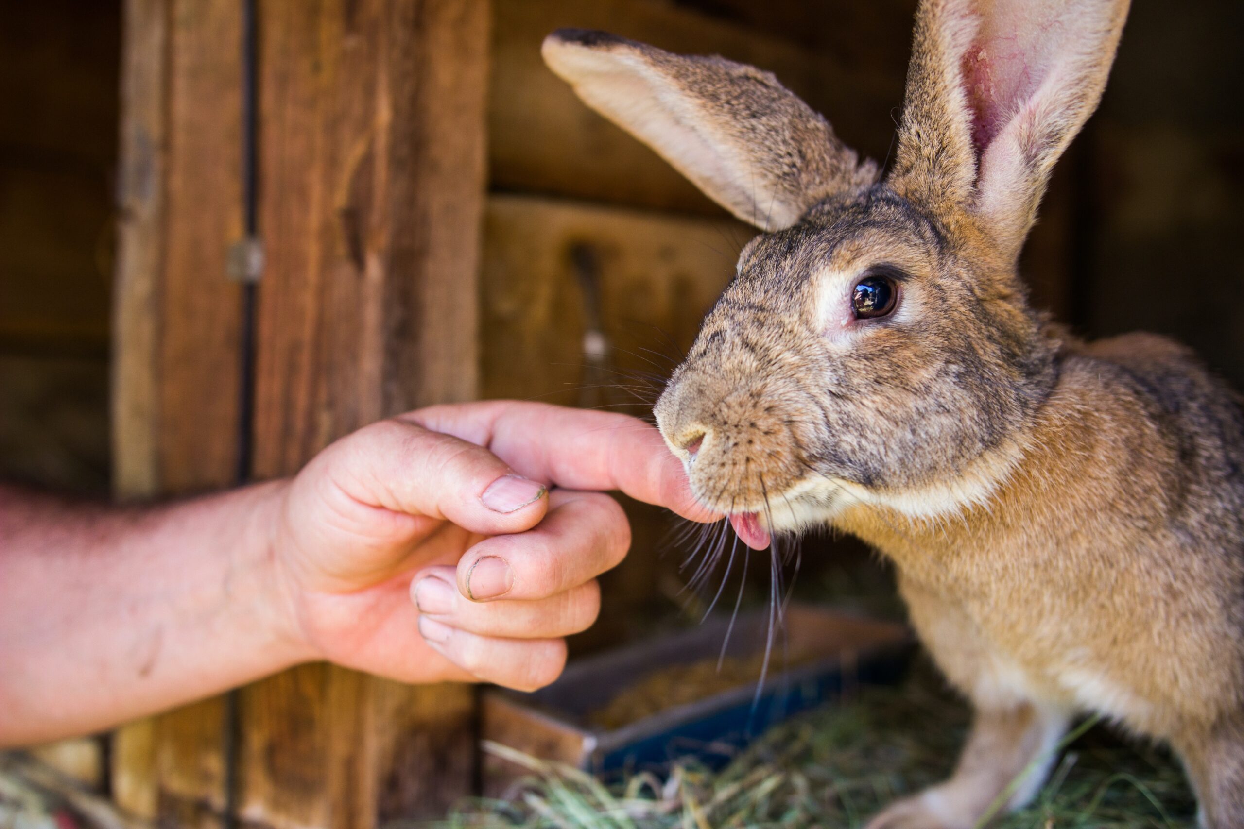 Mastering Rabbit Training: 10 Tips for a Happy Bunny - passionate pet ...