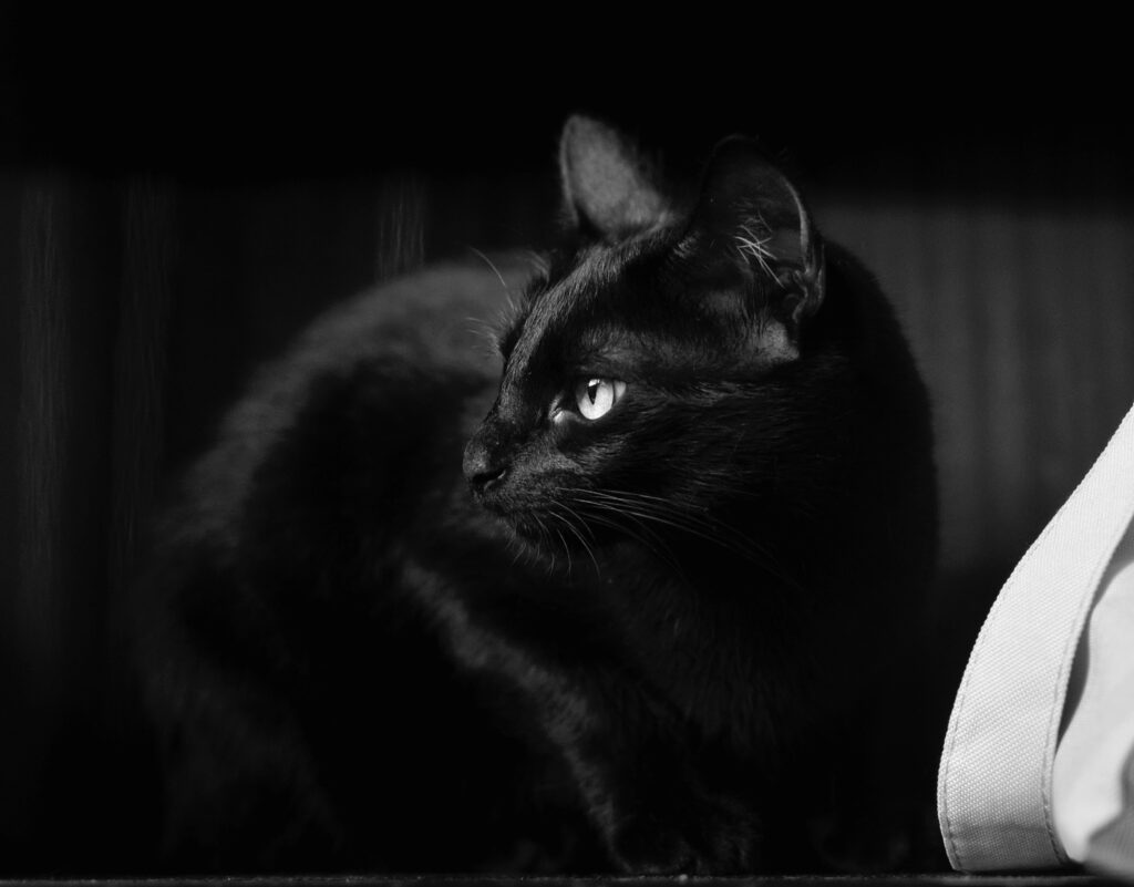 Embracing the Enchanting Charm of Black Cats: Discover the Beauty and ...