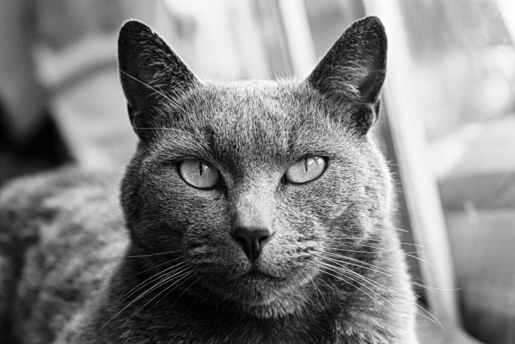 the-magic-of-names-for-a-grey-cat-find-the-perfect-moniker-for-your