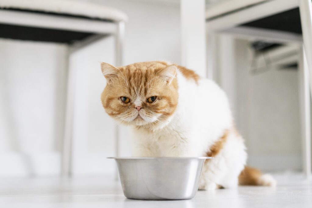 Best Food For Cats With Asthma - passionate pet parents