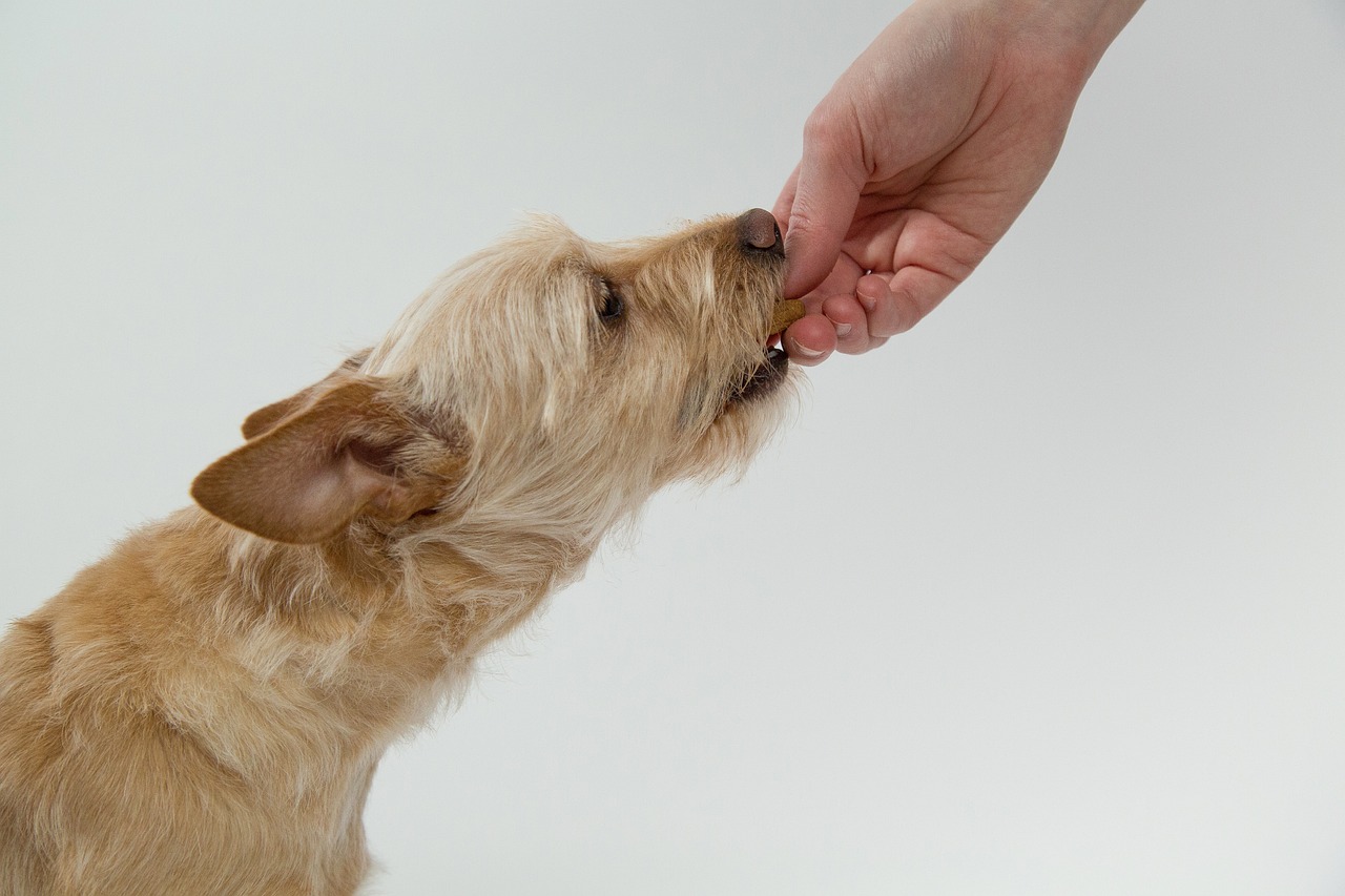 Can Dogs Eat Heart of Palm? Unveiling the Truth - passionate pet parents